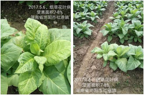 鱼小钛蛋白 美国有机认证，全水溶粉剂鱼蛋白产品重磅来袭